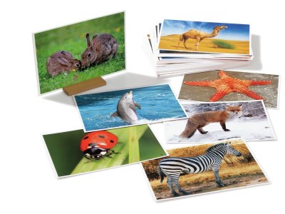 Zoom bild av PICTURE BOOK Animals