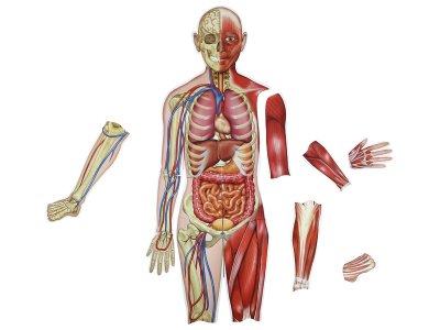 Zoom bild av MAGNETIC DOUBLE SIDED HUMAN BODY