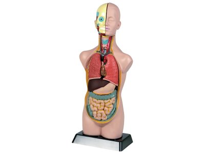 Zoom bild av ANATOMY OF THE HUMAN BODY