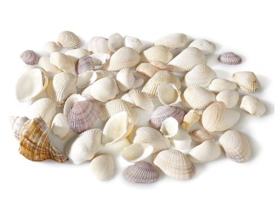 Zoom bild av ASSORTED SHELLS