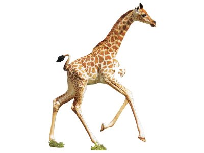 Zoom bild av I AM LIL PUZZLE Giraffe
