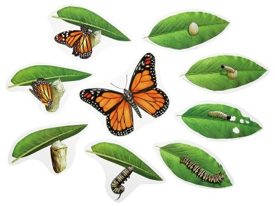 Zoom bild av LIFE CYCLE Butterfly