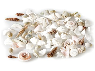 Zoom bild av FANCY SEQUINS Seashells