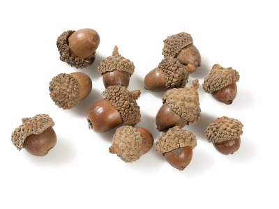 Zoom bild av ACORNS
