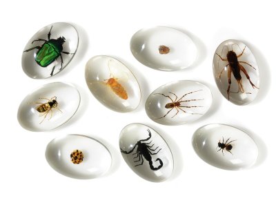 Zoom bild av OBSERVATION PEBBLES Insects