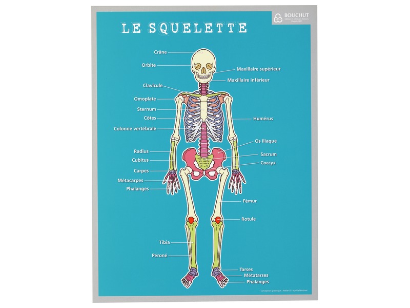 THE HUMAN BODY MEMORY SHEET - WESCO - Mtiprodukter.se